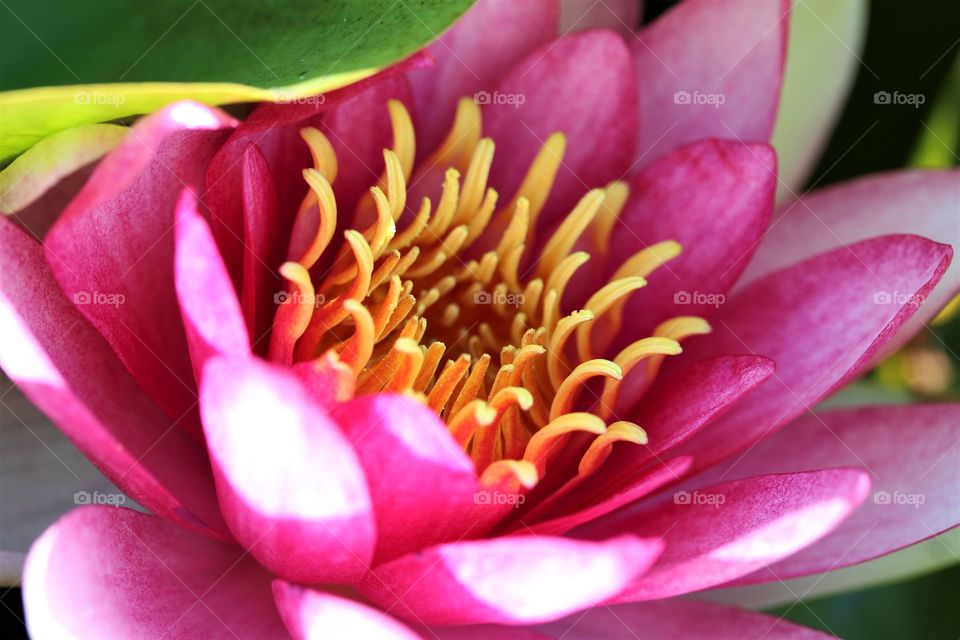 Close-up details of a water lily.