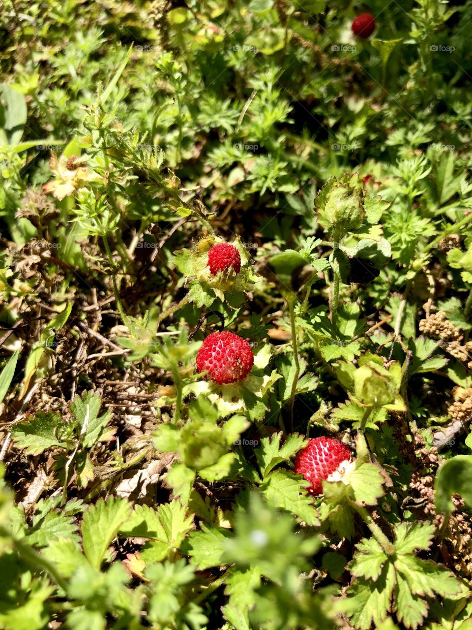 Wild strawberries 