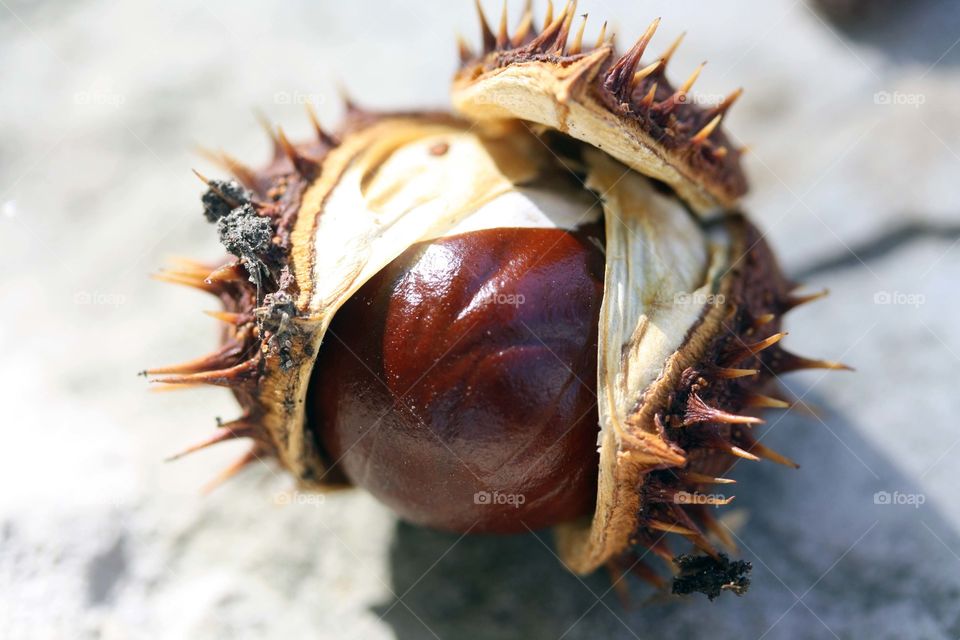 Fruit of a horse-chestnut, close-up