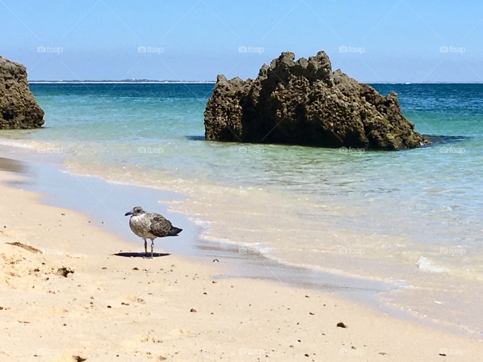 Seagull and beach 