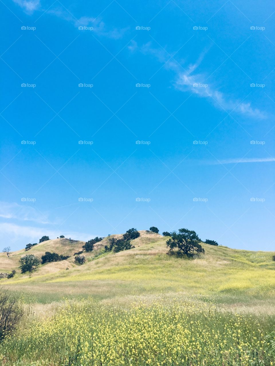 California Landscape 