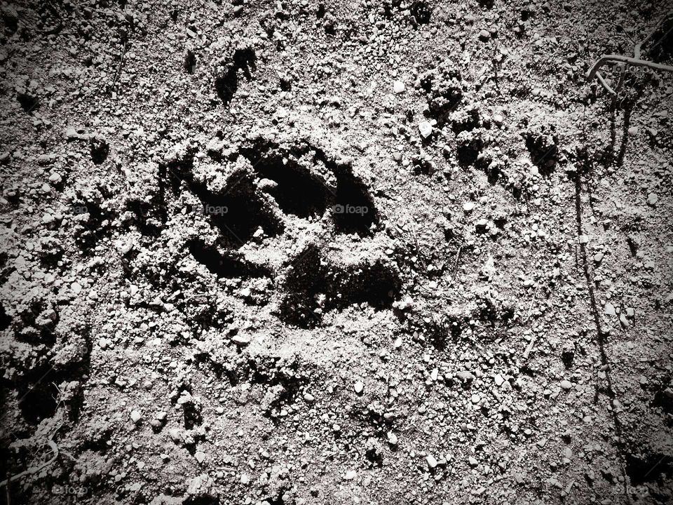 paw print