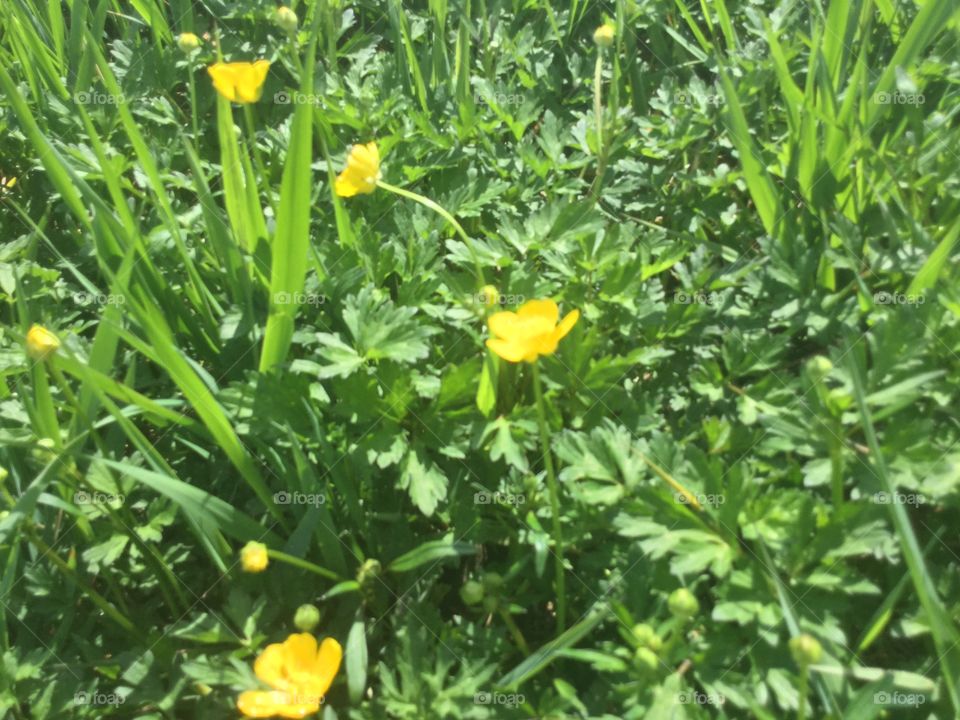 Buttercups in Bloom 