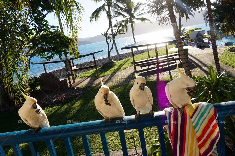 Cockatoos on Daydream Island, Australia 