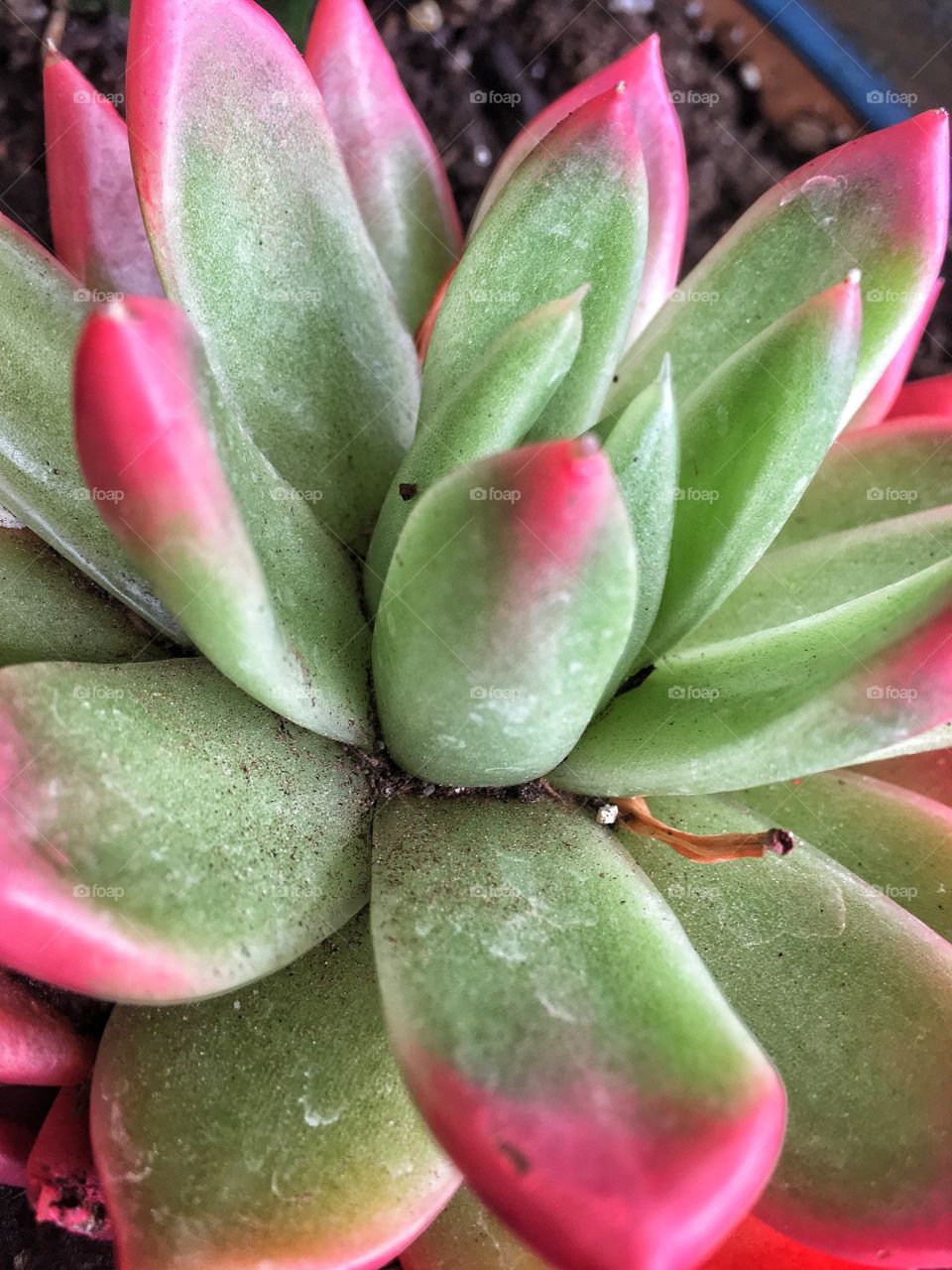 Pink cactus 