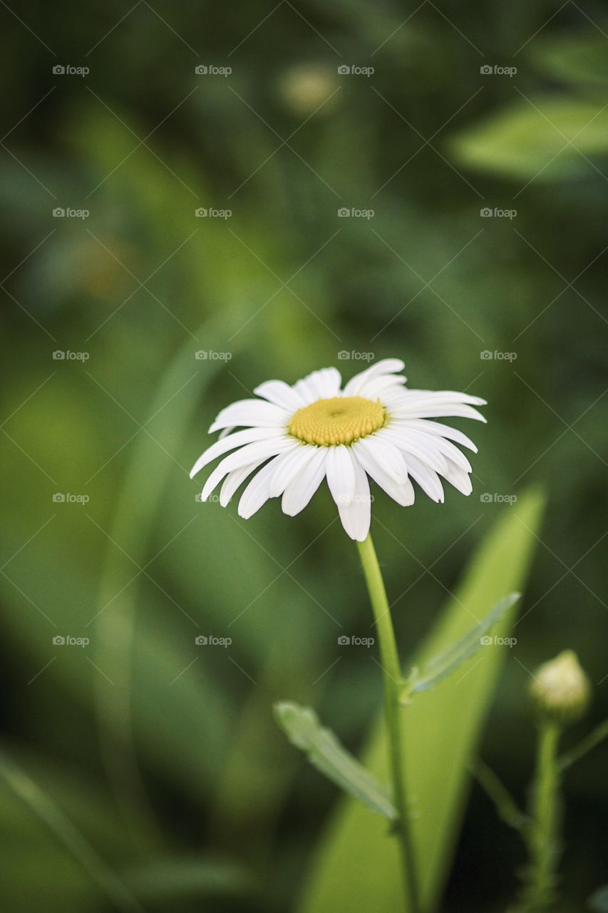 White flower 