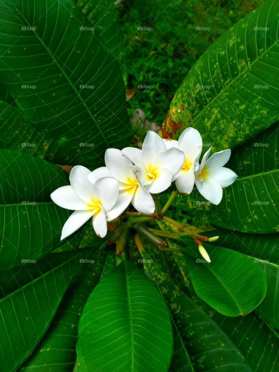 indian flower