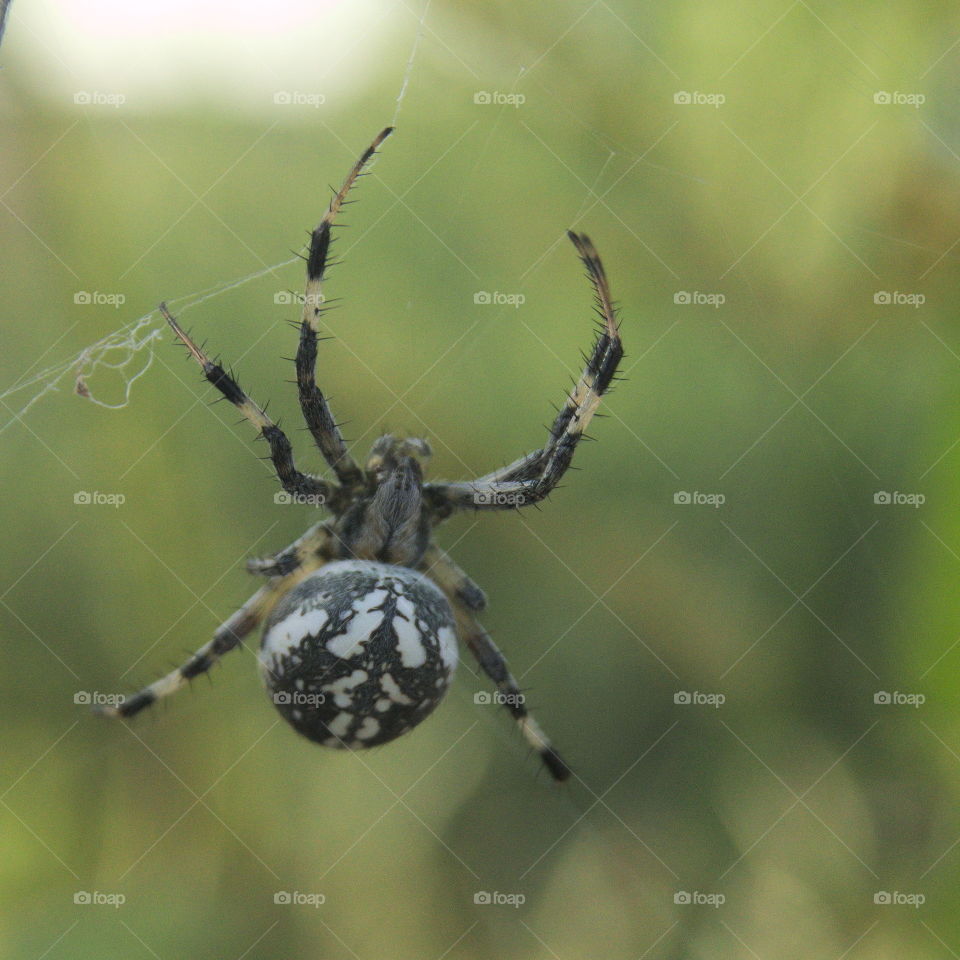 orb spider harmless black white markings small tony close up macro