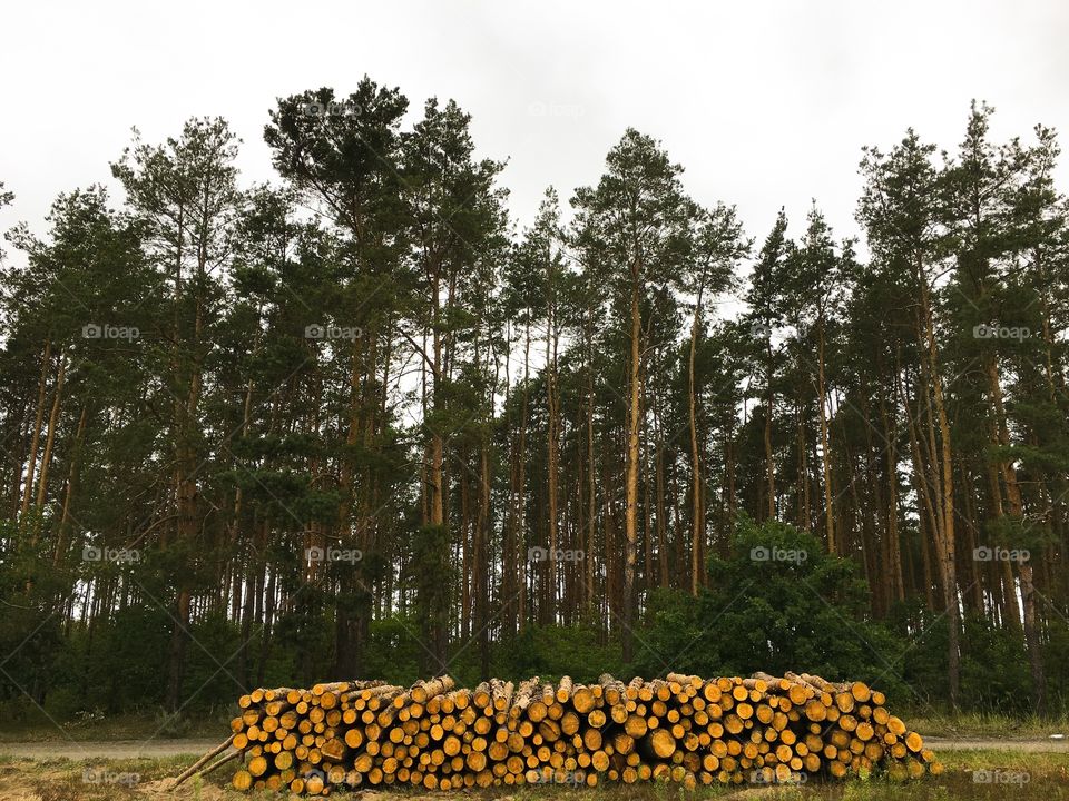 Tree, No Person, Nature, Outdoors, Wood