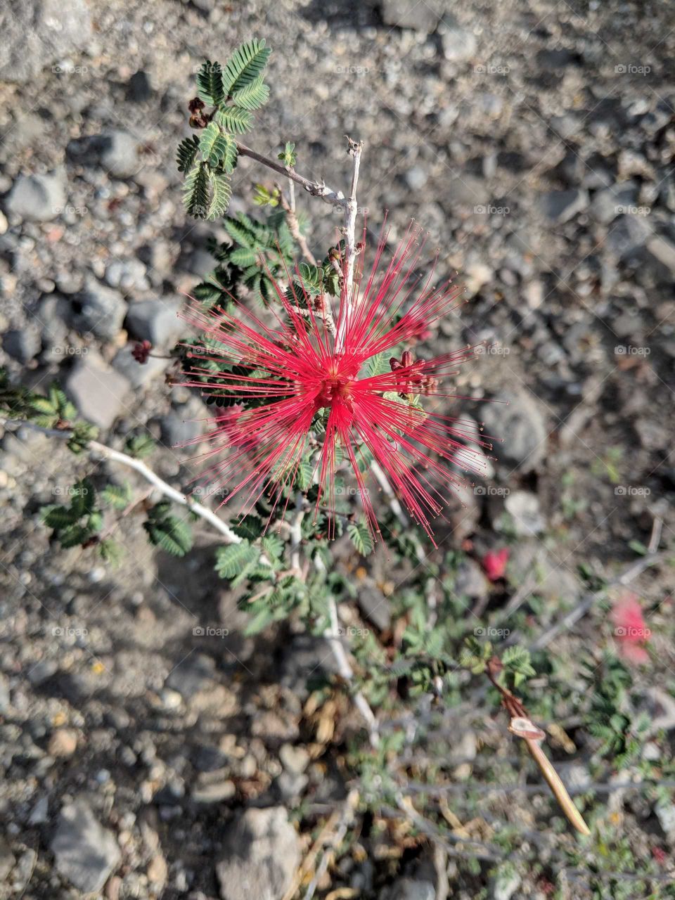 red flower in desert