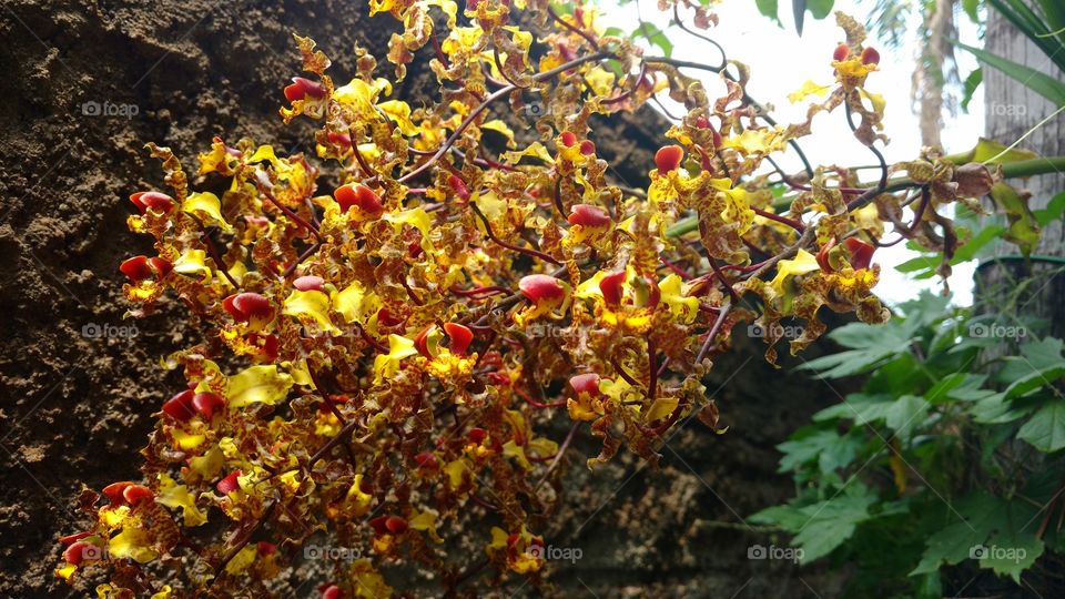 Nada é igual todas as plantas são diferentes todas as flores são extraordinariamente ricas em beleza.