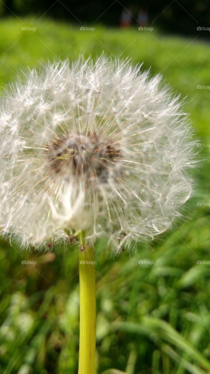 Close-up of white dandelion flower