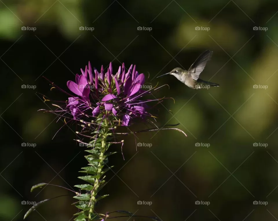Hummingbird