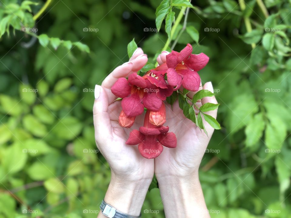 Flowers