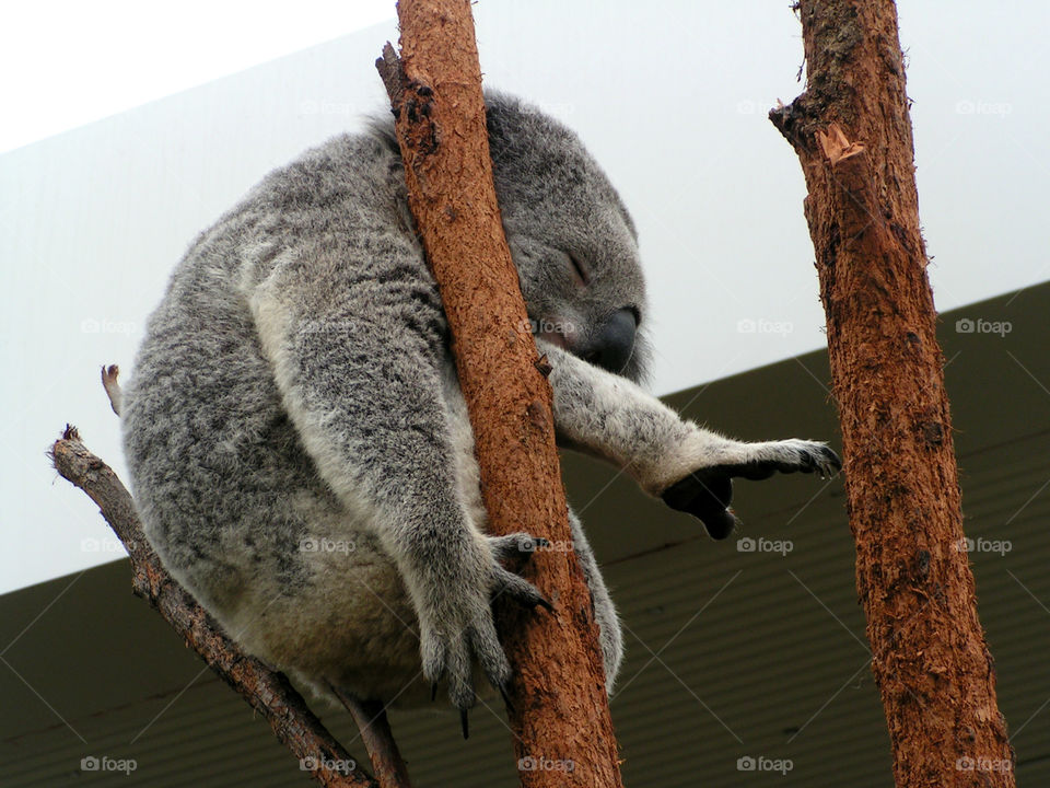 Sleeping koala