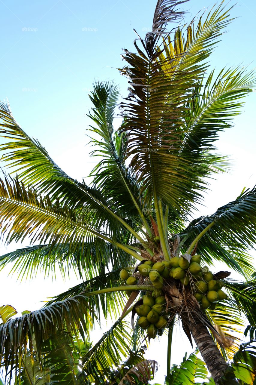 coconut palm. coconuts on palm