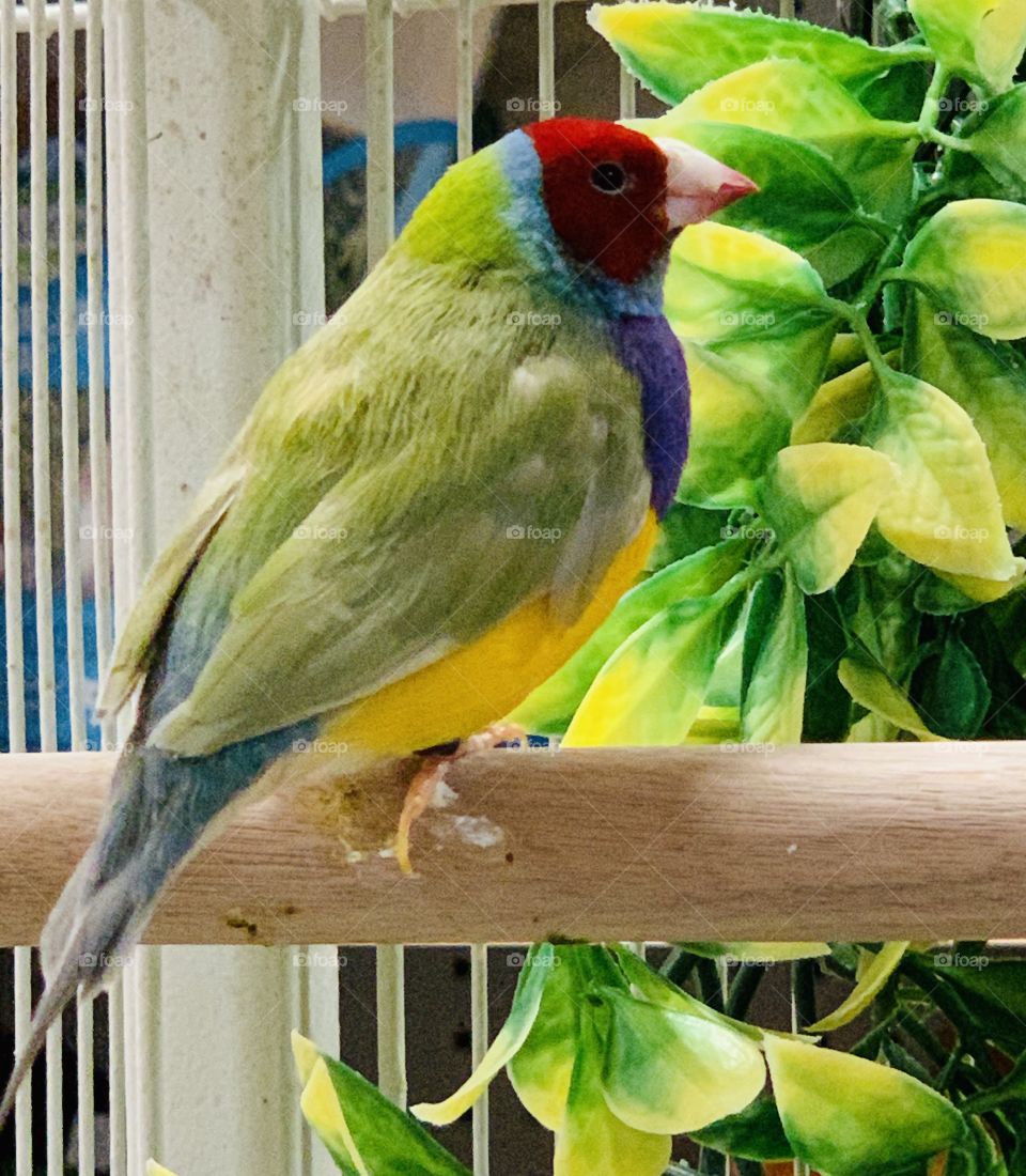 Colourful canary at the pet store 