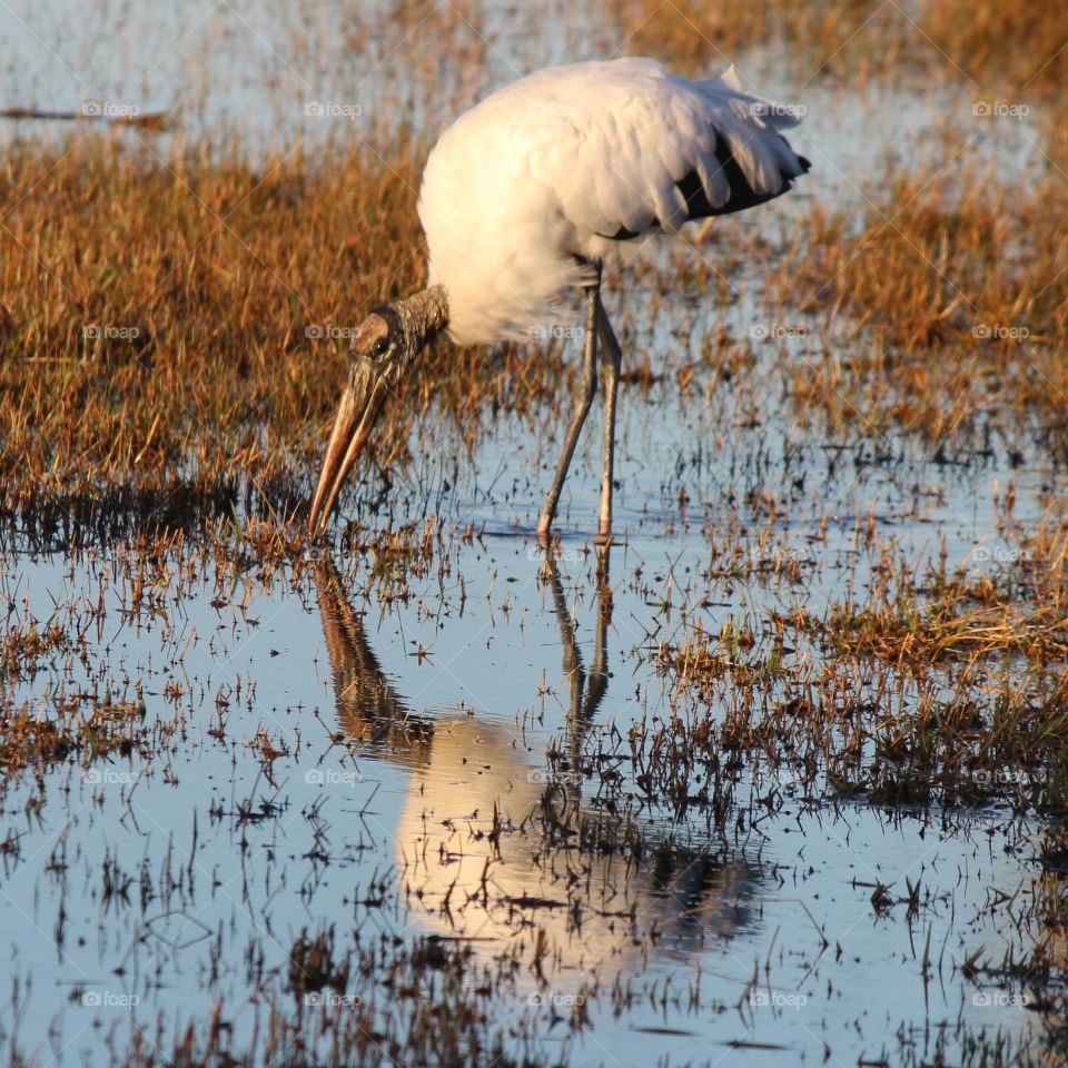 Dinnertime for a wood stork and his reflection