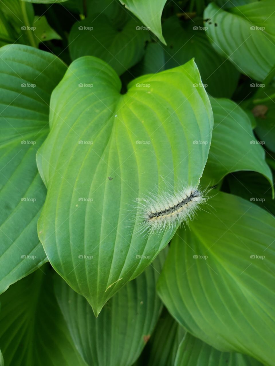 Leaf and caterpillar