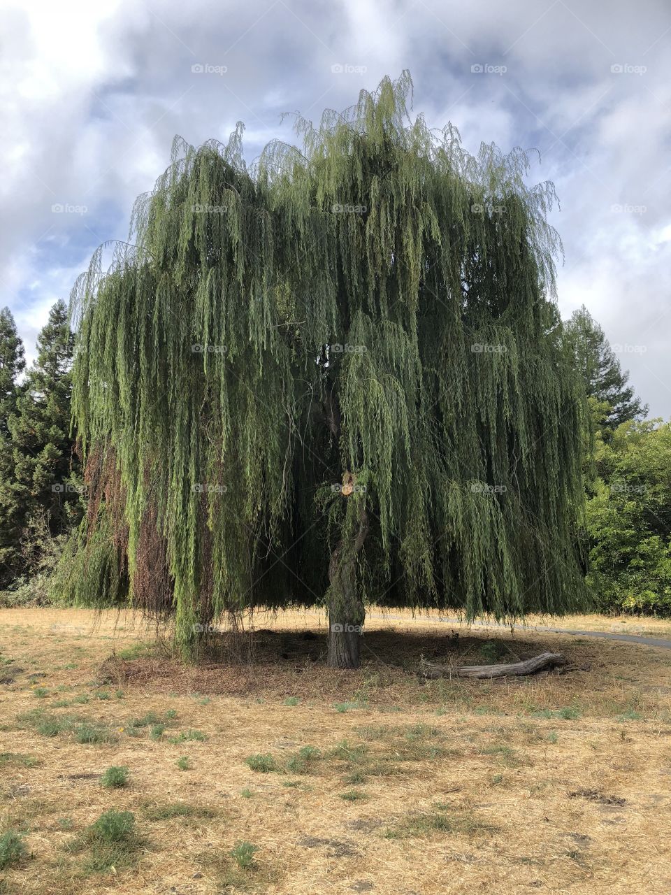 Willow tree