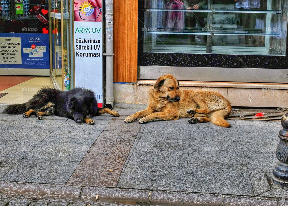 Resting dogs.