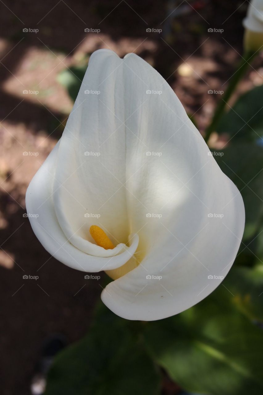 White Flower