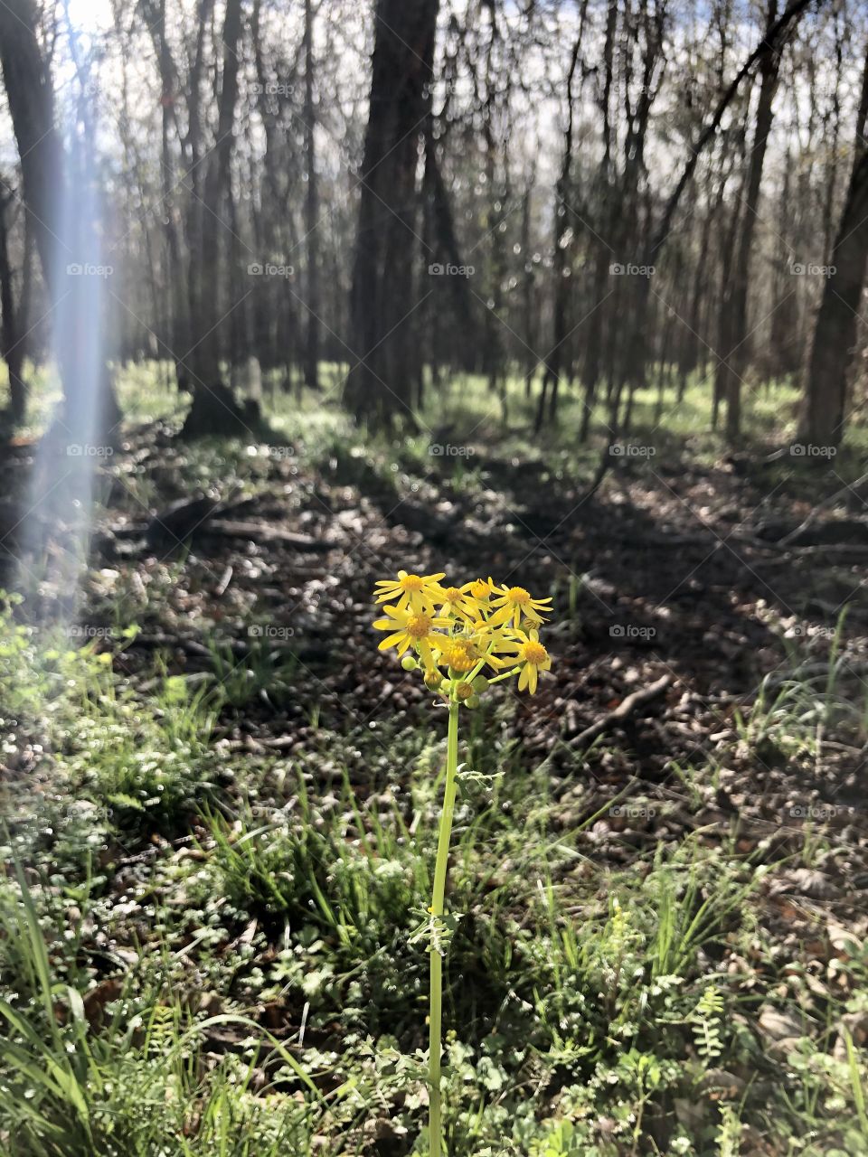 A single yellow flower in the warm sun along the trail. A beautiful nature shot from a morning hike in Brazos bend state park. 