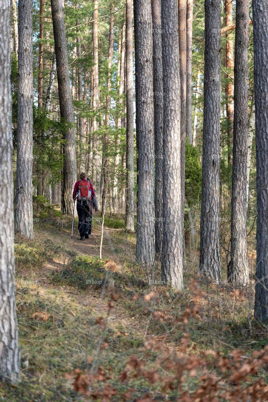 Bright hikers in green forest.