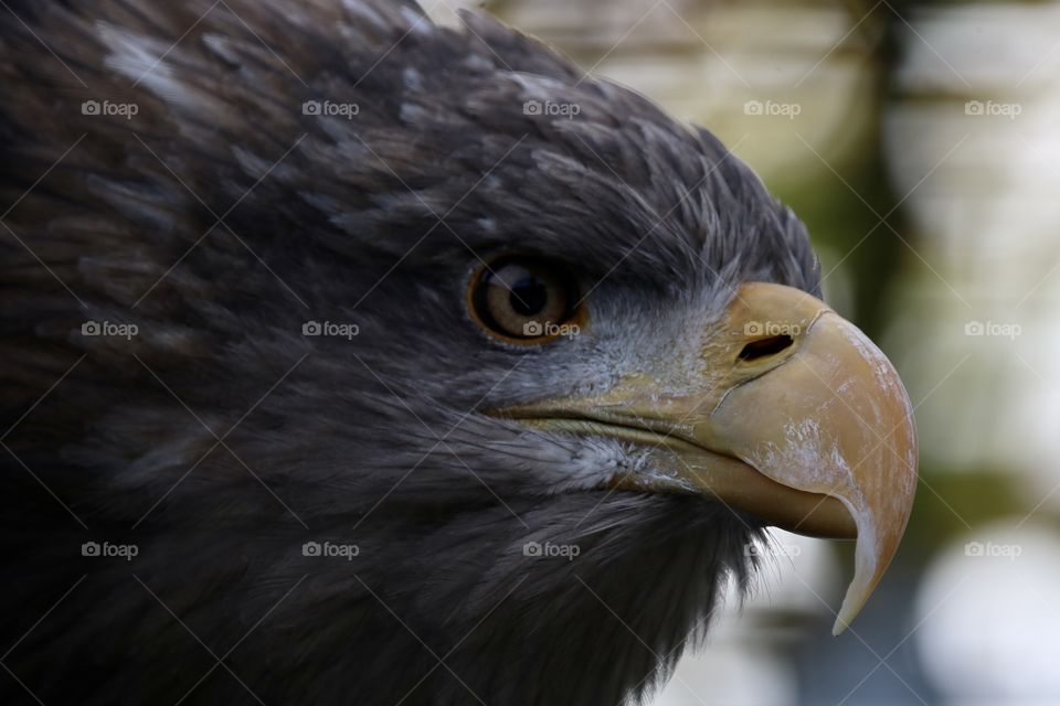 Eagle 