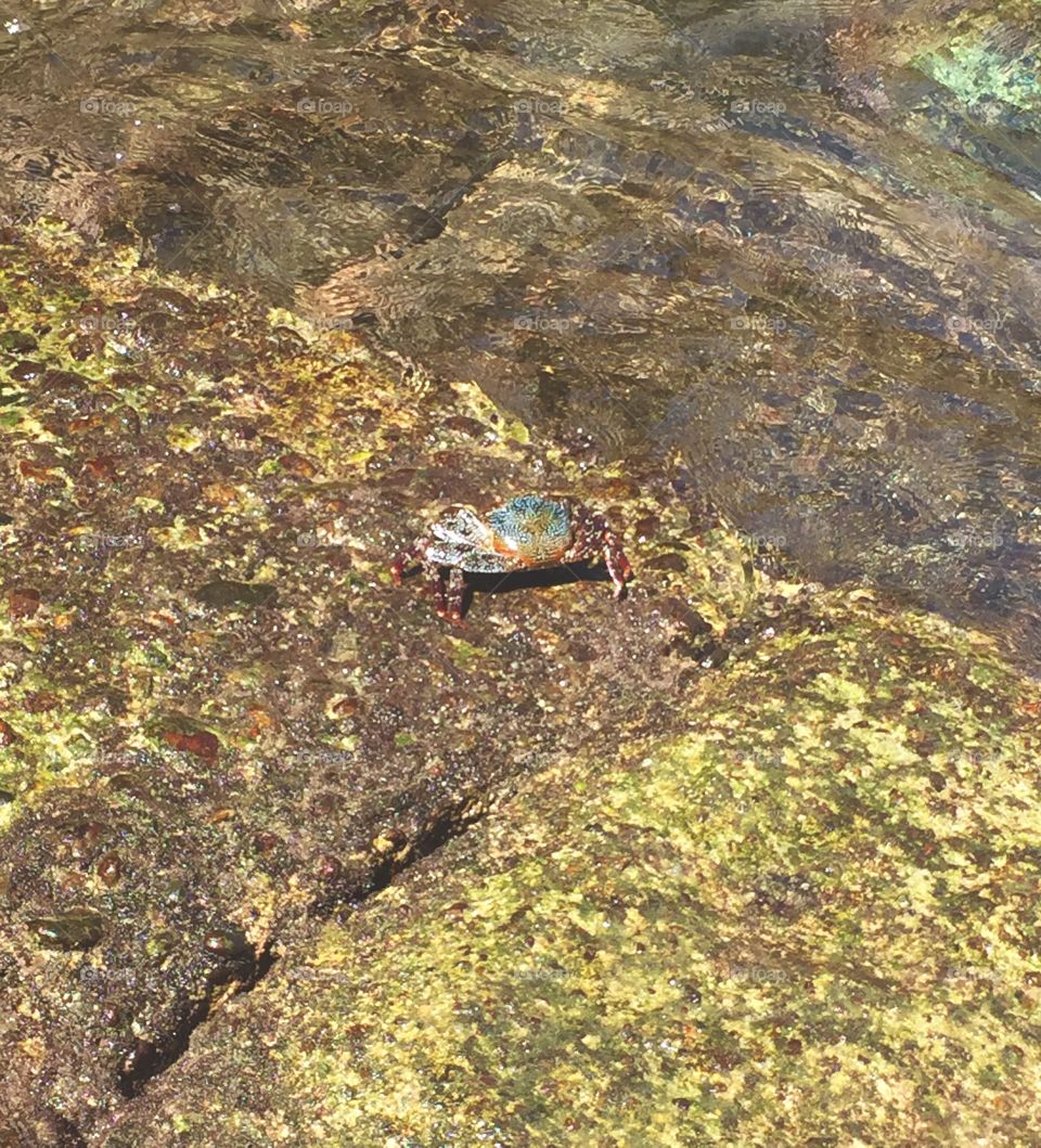 Colorful crab 