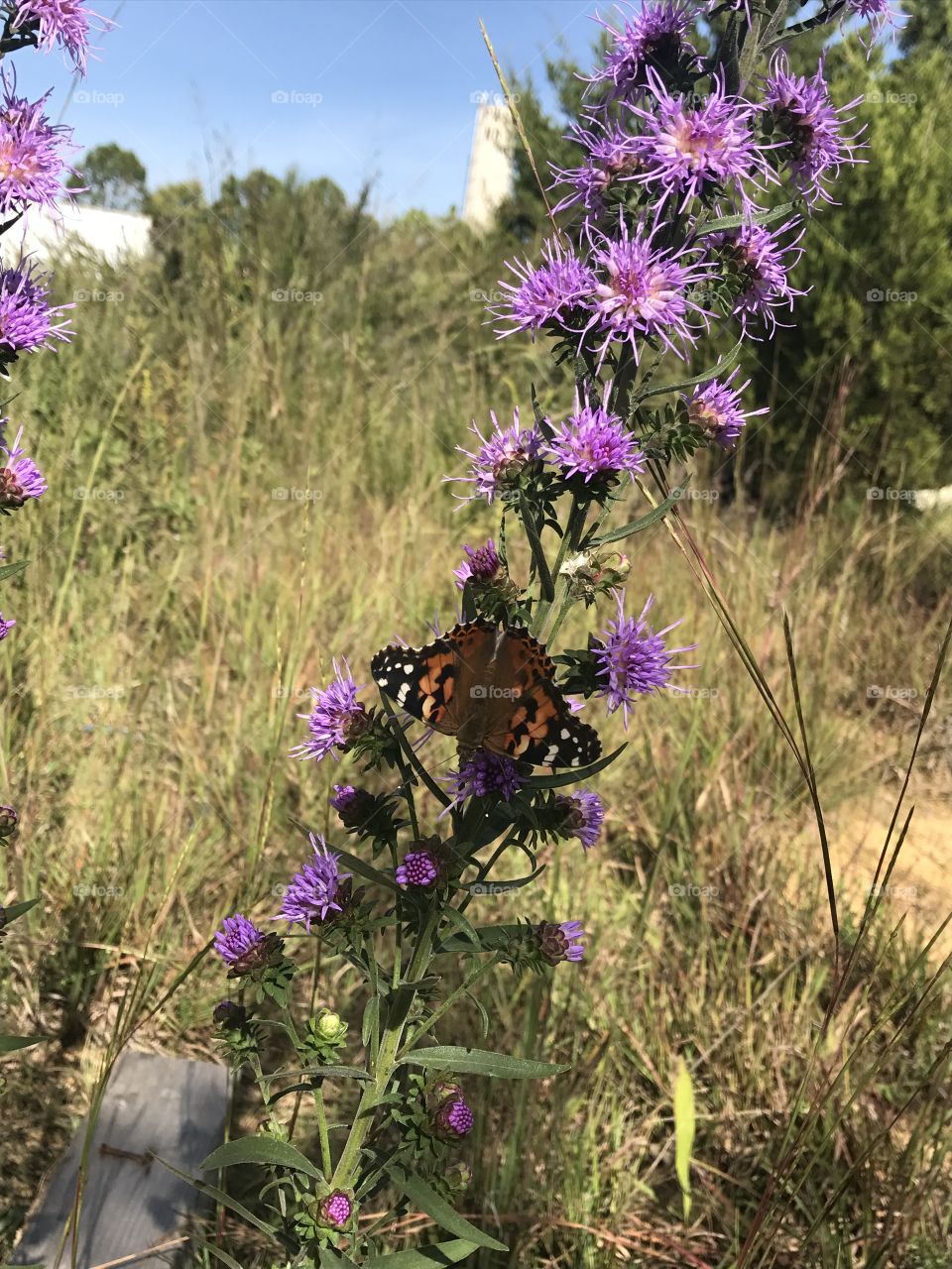 Butterfly & purple 