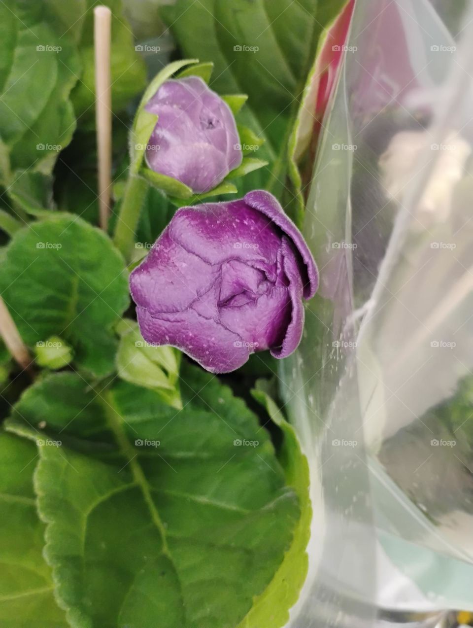 As flores roxas são conhecidas pela sua beleza, misticismo e significado simbólico.  Elas podem ser um elemento decorativo para jardins e arranjos florais, e são ótimas opções para presentes especiais