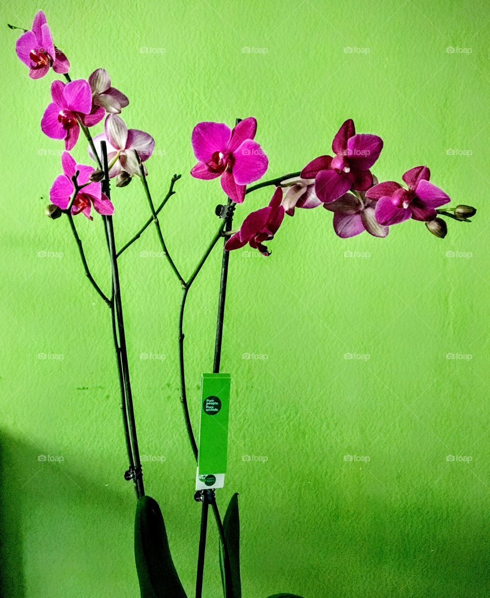 Violet orchids are beautiful flowers 