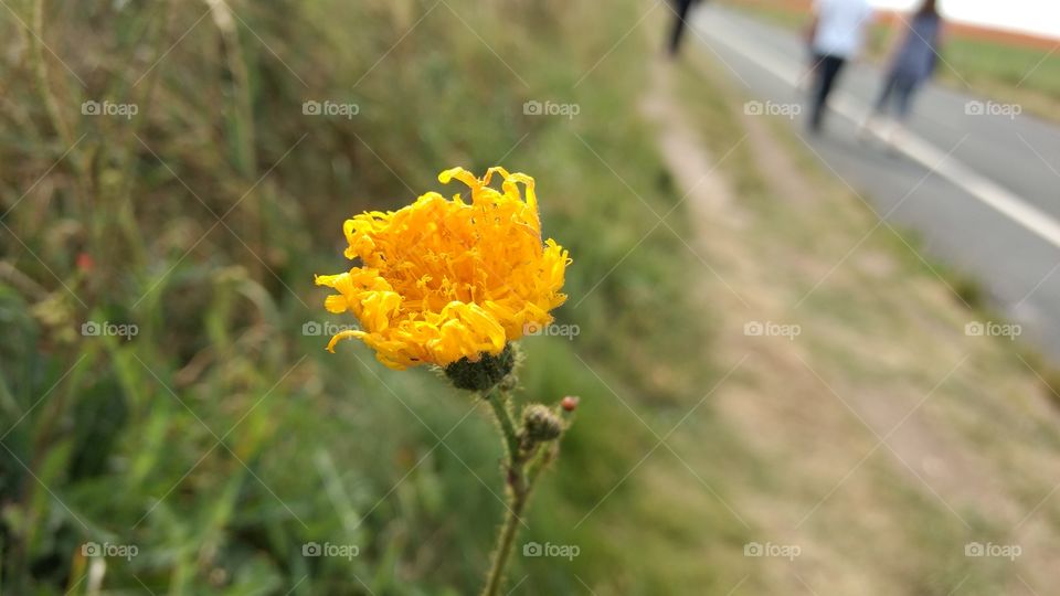Beautiful yellow flower in the wind