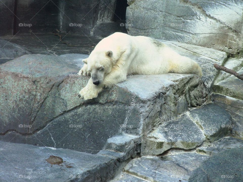 Polar bear sleeping 