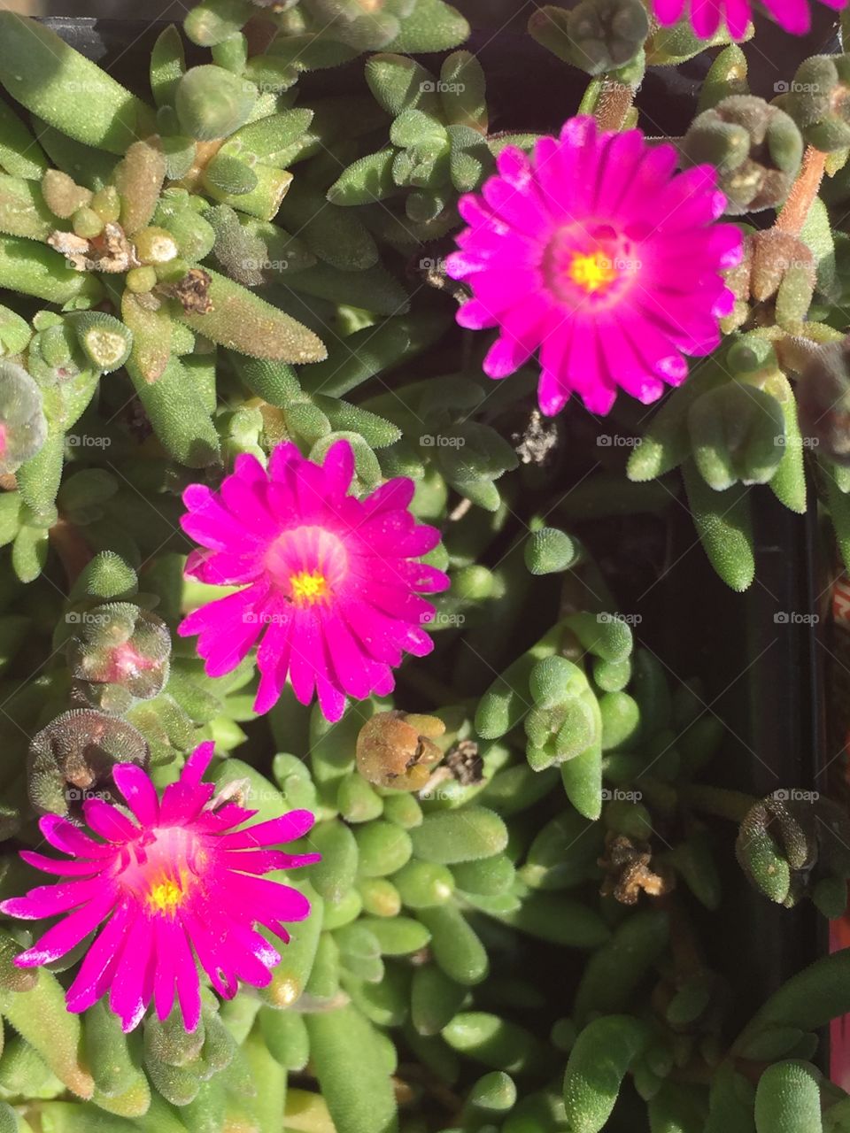 Pink flowers and cacti