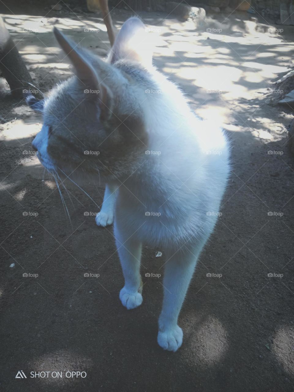 white cat beautiful walking photo