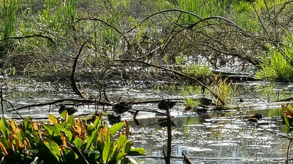 Ducks or Lily Ponds