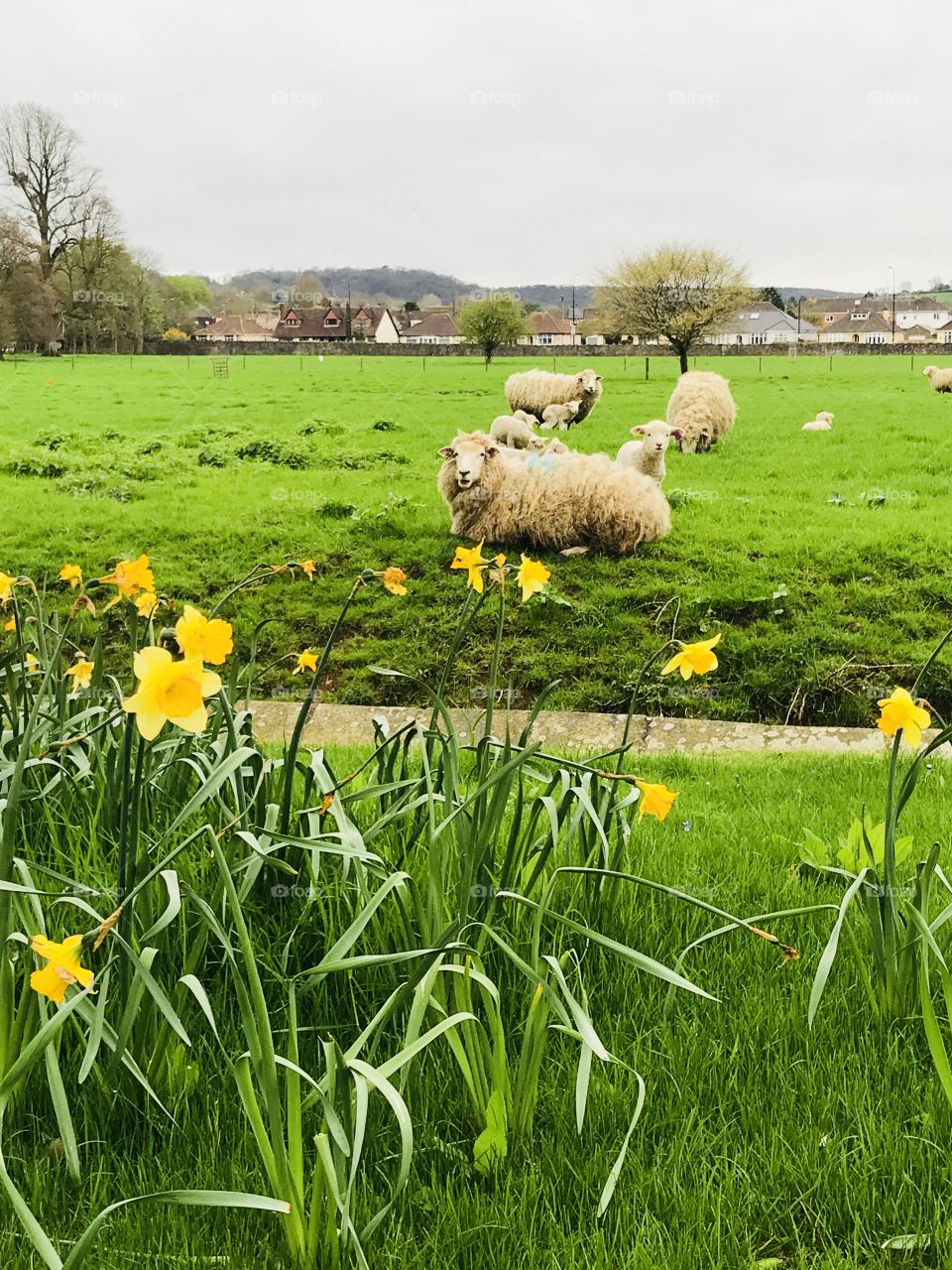 Spring sheep and lambs