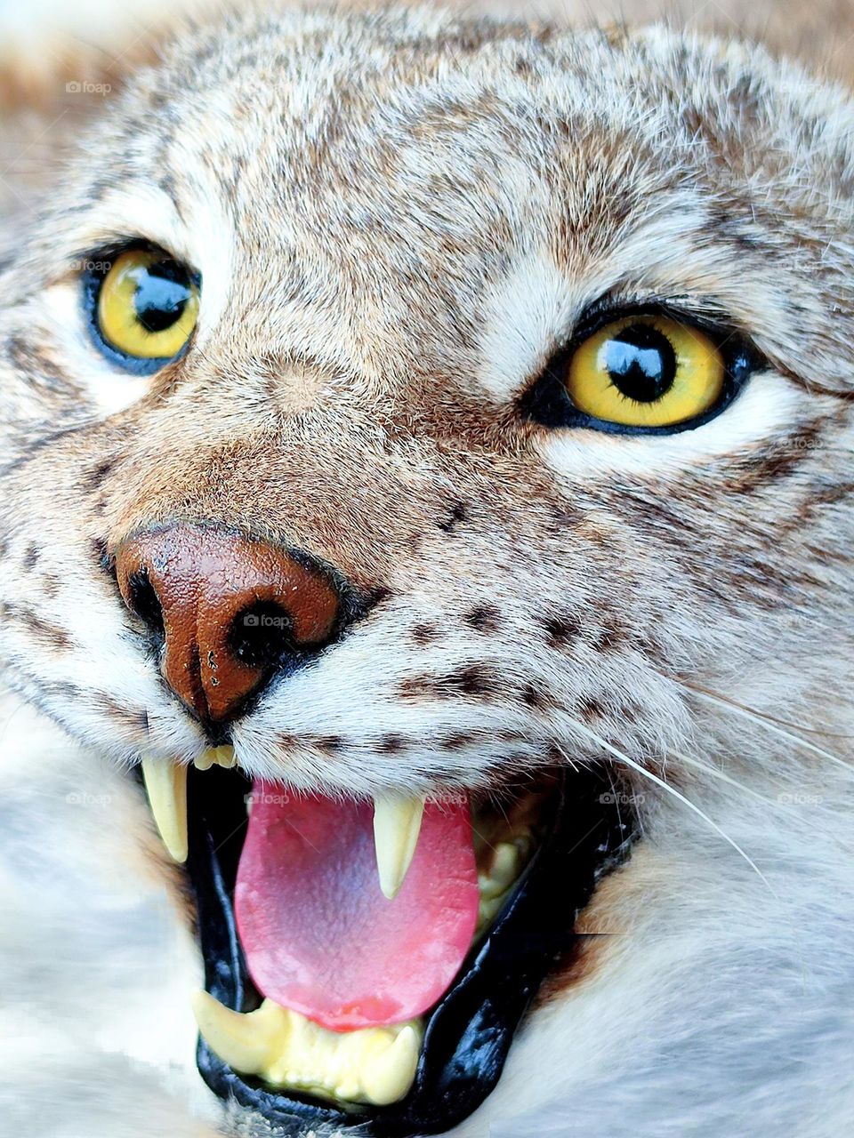 Wild animals. White lynx. Close-up muzzle of a lynx in a rage. Sharp fangs