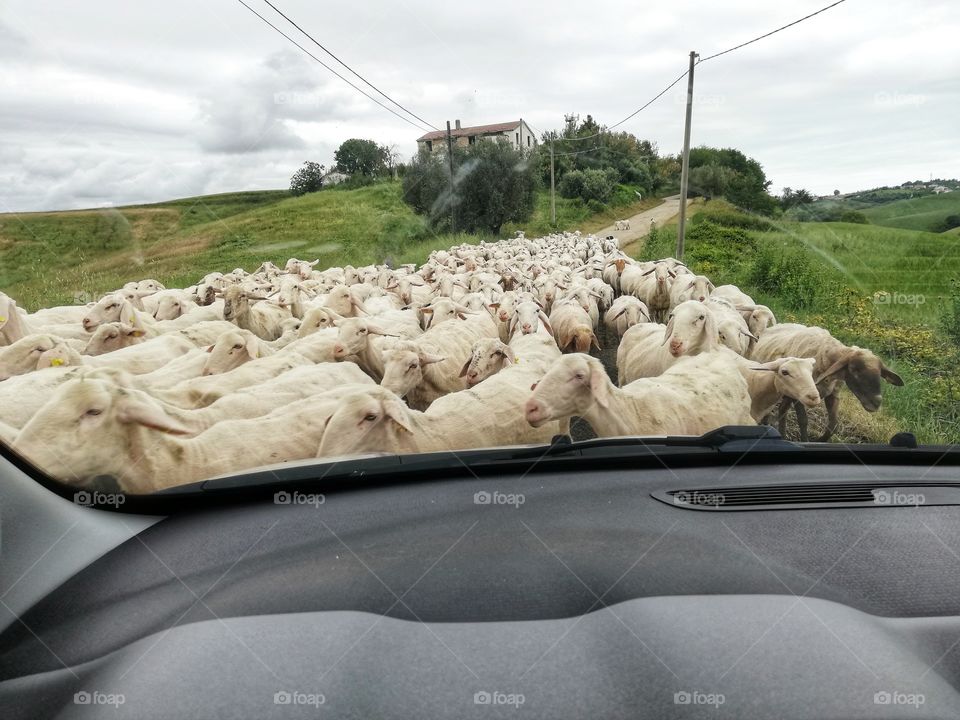 Flock of sheared sheep photographed from inside the car