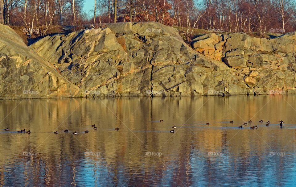 Scenic view of animals in water