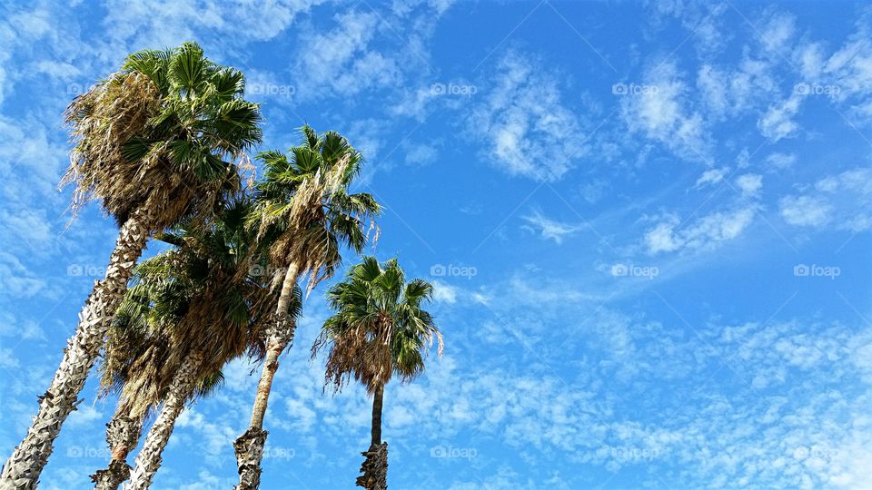 Palm Trees and Blue Skies