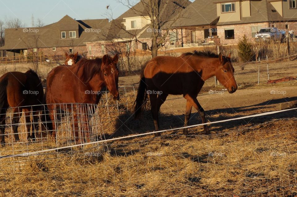 Horse on the move