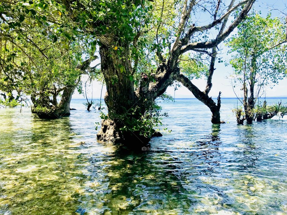 Mangrove Trees