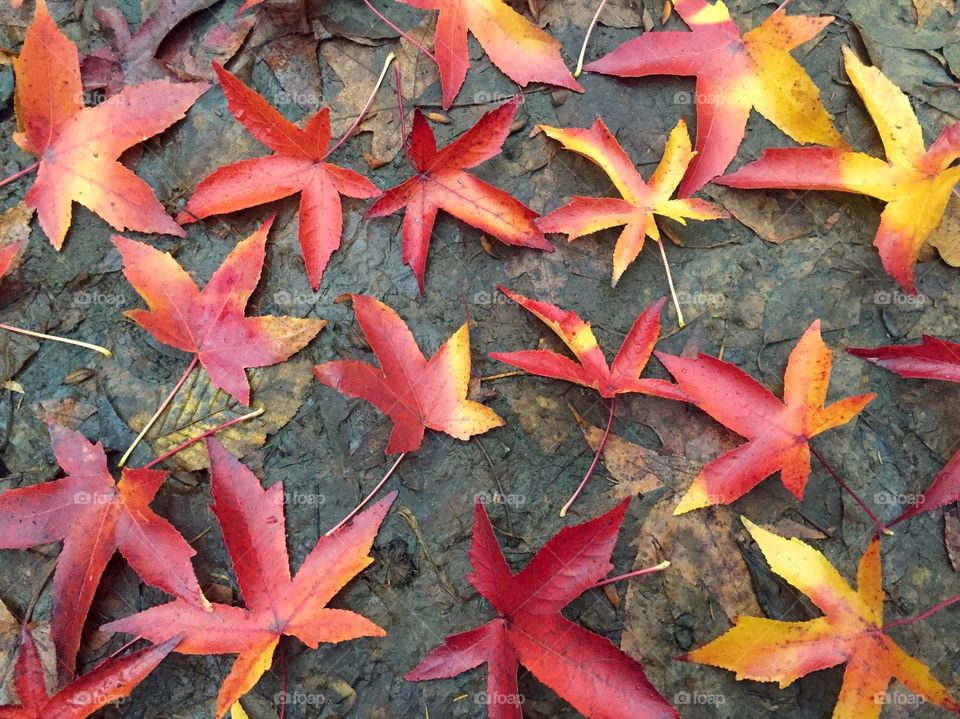 Colourful autumn leaves fallen on the ground