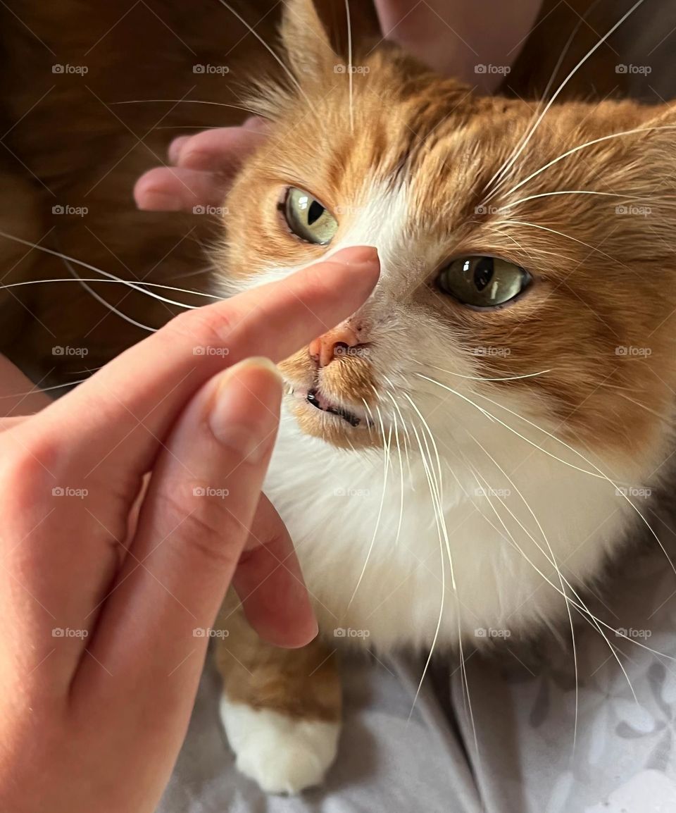 cat and person hand happy