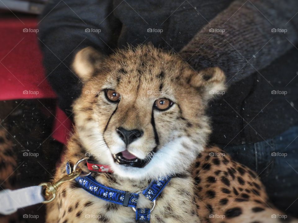 A young cheetah Parc Safari Hemmingford Québec 