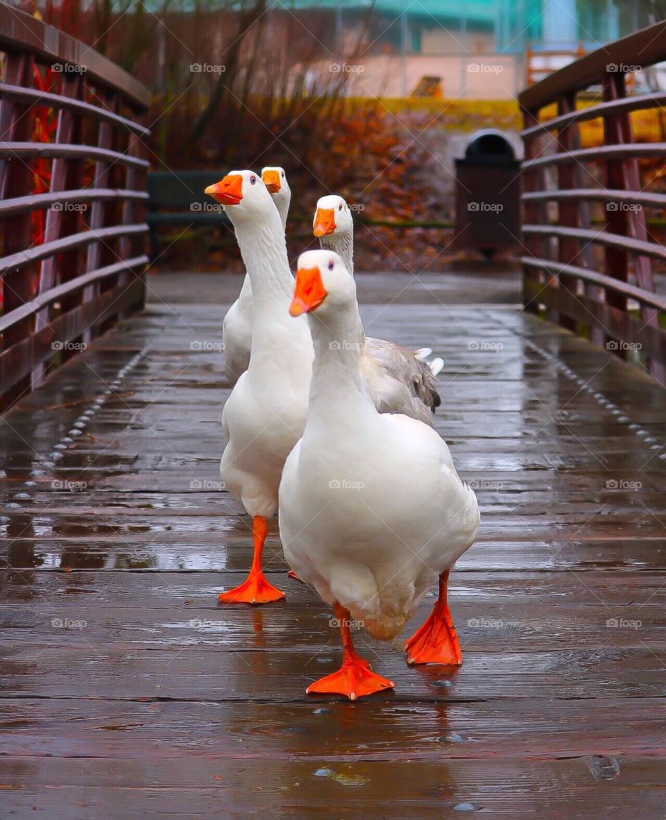A rainy day is a great day for a walk☔️