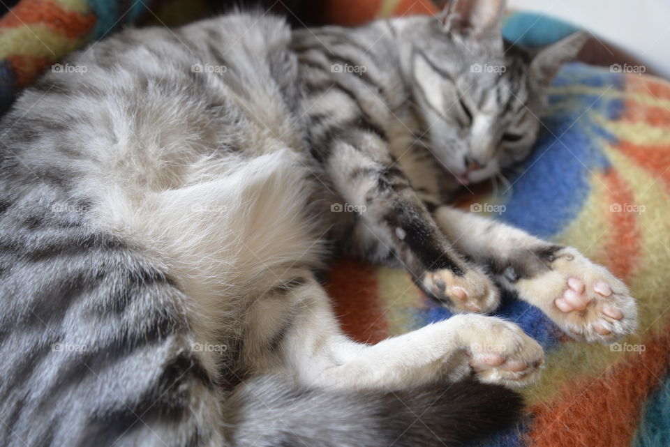 Fat tabby cat snoozing, tongue sticking out slightly - quite cute?